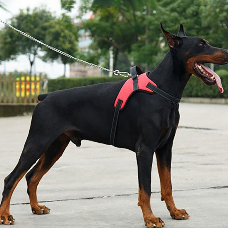 Adjustable Vest Harness For Small, Medium, Large And Extra Large Dogs.